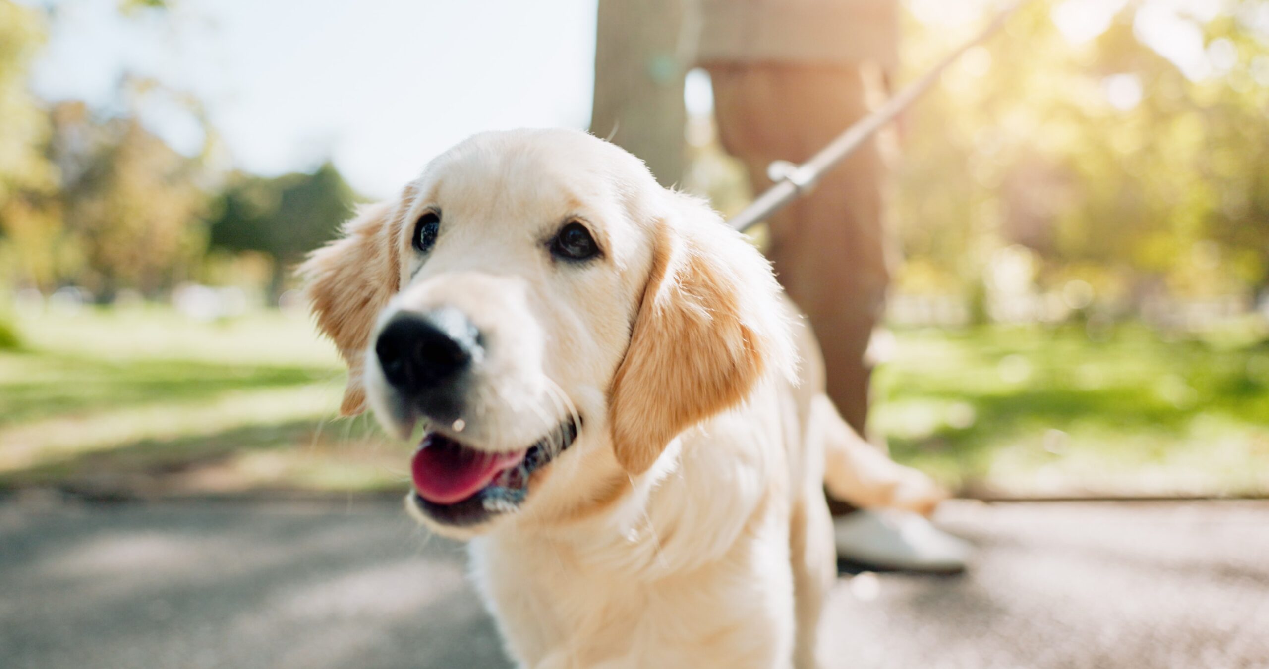A cute guide dog click in Queensland